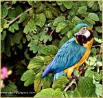 Birds_126