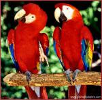Birds_128