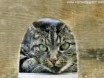 cat_248