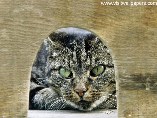 cat_248
