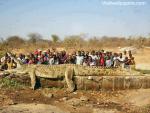Animals_345
