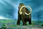 Animals_347