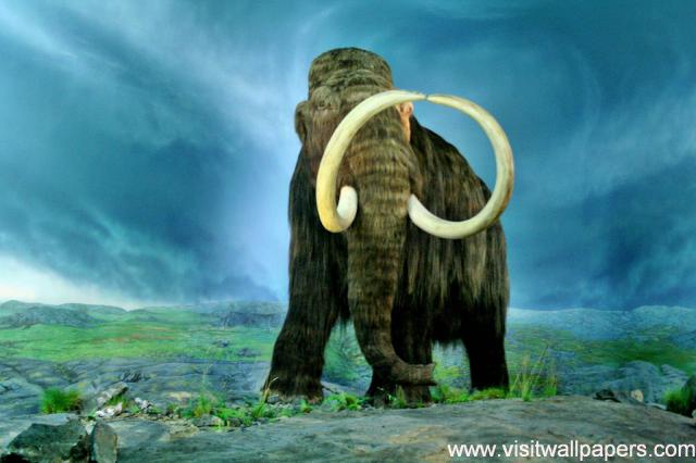 Animals_347