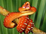 Animals_349
