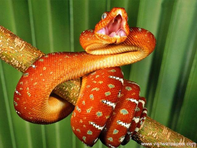 Animals_349