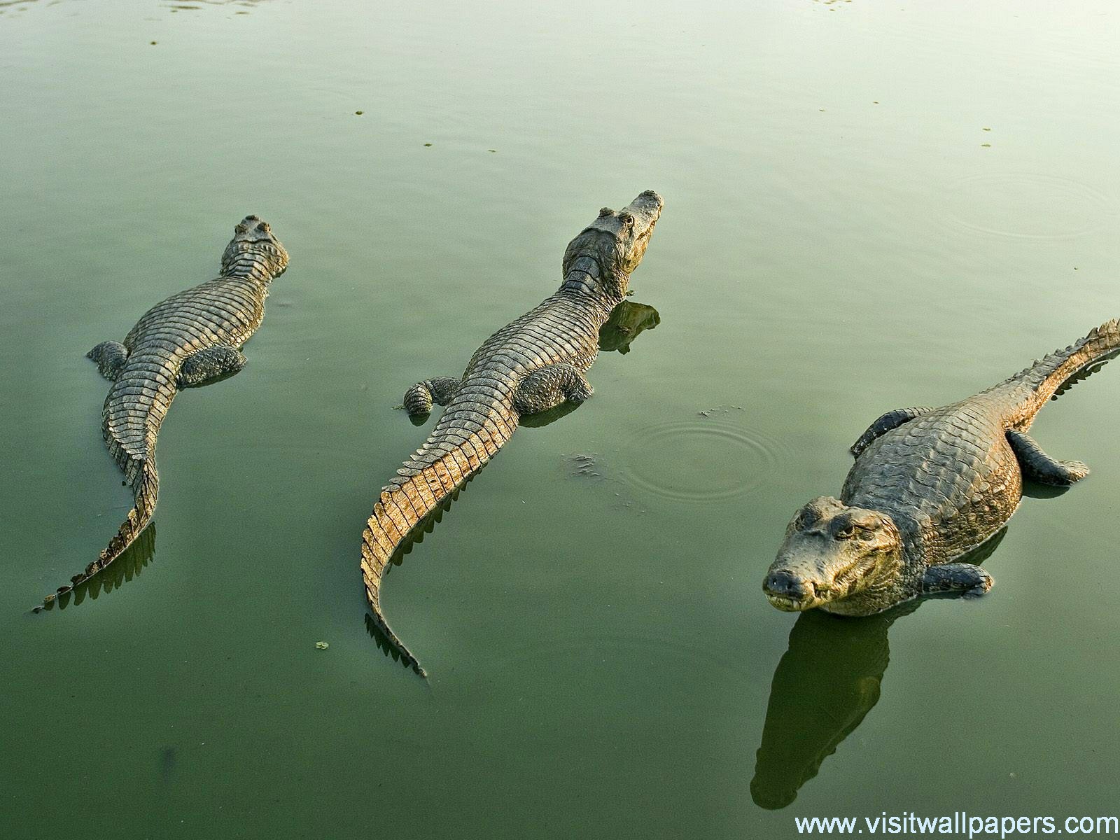 Animals_350