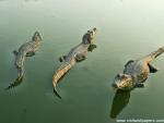Animals_350
