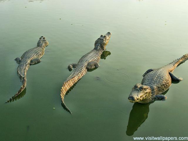 Animals_350