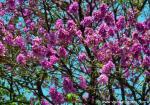Flower_012