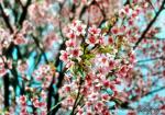 Flower_013