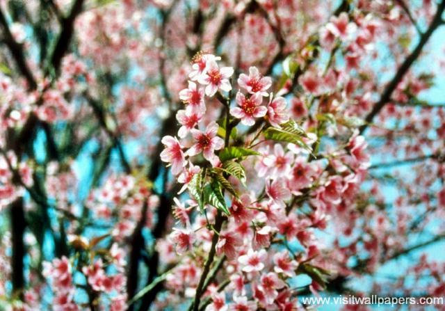 Flower_013