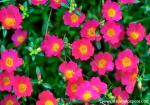 Flower_015