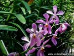 Flower_021