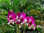 Flower_022