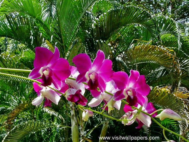 Flower_022