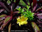 Flower_023