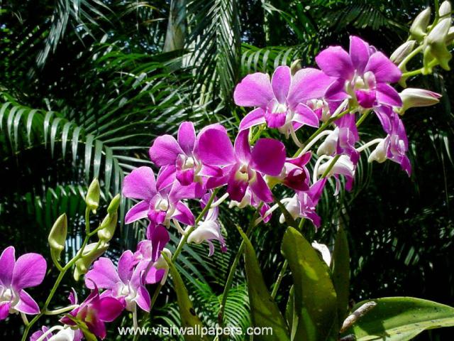 Flower_024