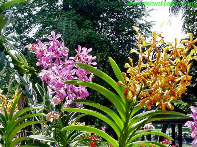 Flower_029