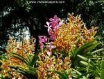 Flower_030