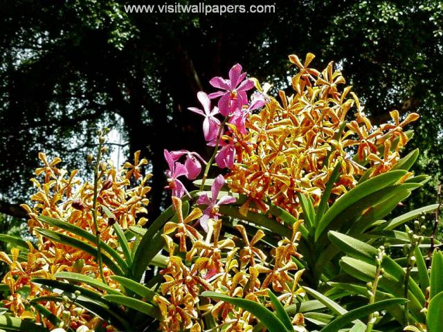 Flower_030
