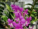 Flower_031