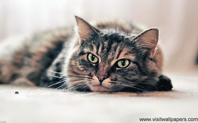 cat_251