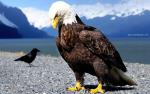 Birds_132