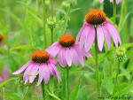 Purple_Coneflowers
