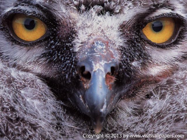 Birds_133