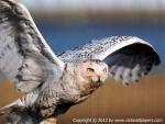 Birds_134