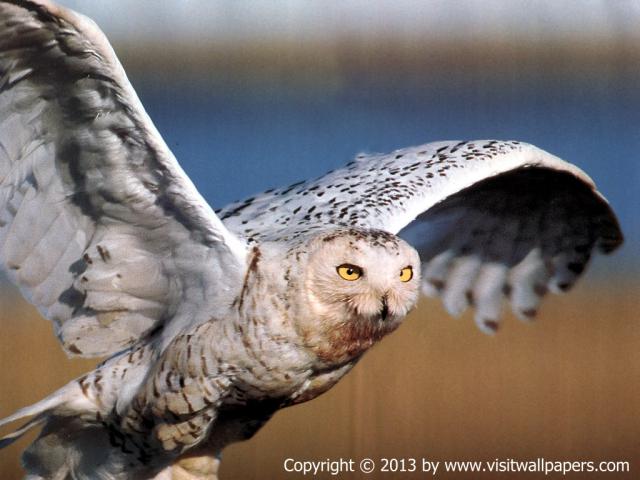 Birds_134