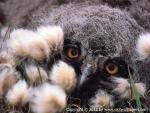 Birds_135