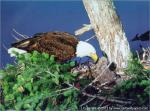 Birds_138