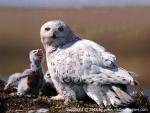 Birds_137
