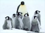 Birds_139
