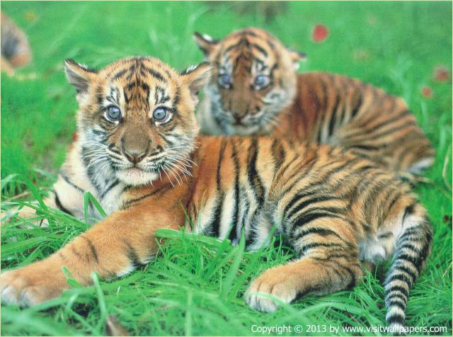 Tiger_41