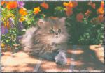 cat_252