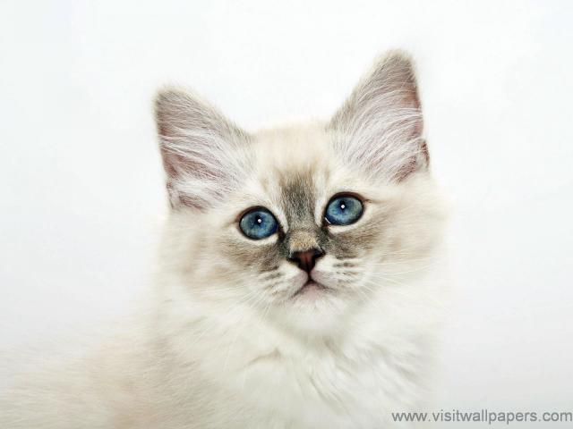Blue_Eyes_Birman