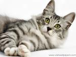 Norwegian_Forest_Cat
