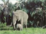 Animals_353