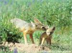Animals_354