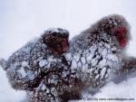 Animals_356