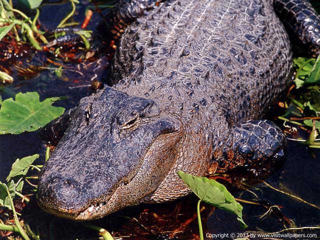 Animals_357