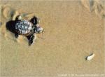 Animals_362