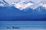 ocean-life-460