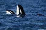 ocean-life-461