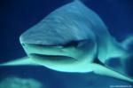 ocean-life-462