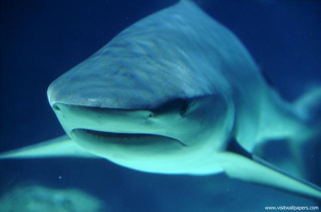 ocean-life-462