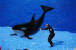 ocean-life-463