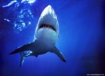 ocean-life-464